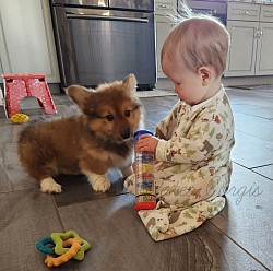 Corgi with baby