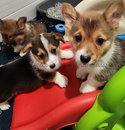 Puppies playing on their slide