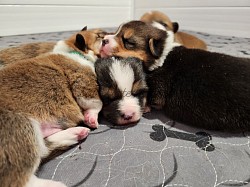 Sleeping corgis