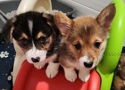 Silly corgis