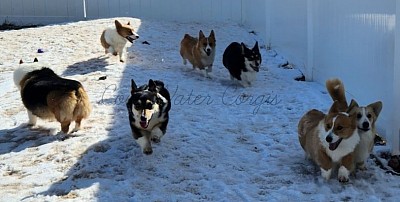 Corgis in the snow!