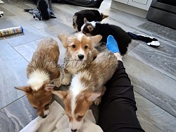 Corgi pups