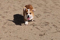 Corgi pup