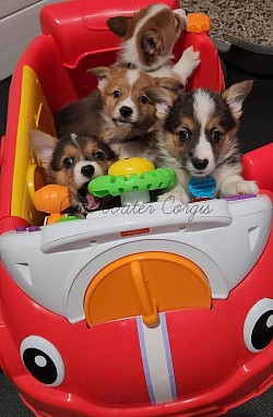 Corgis in the car