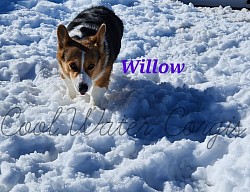 Willow