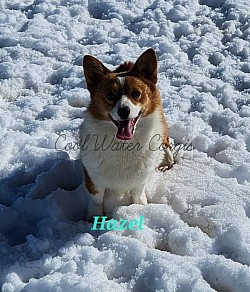 Hazel(daughter of Penny and Remi) our keeper. She has produced some amazing pups and is a very loving and sweet mama.