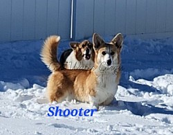 Shooter(stud) he is the goofy one of our boys who loves to do zoomies and laying/napping with a perfected sploot is his specialty.