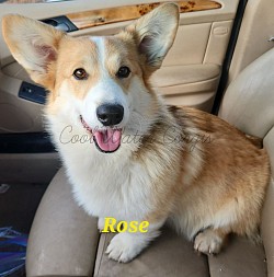 Rose ia one our beautiful mamas who lives for belly rubs and just following me around tp be apart pf everything. Amazing tempetment and a little too smart for her own good.
