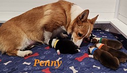 Penny our retired female