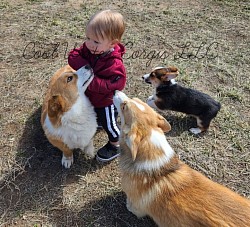 Corgis with their young owner