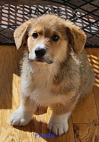 (Sold)FROSTY is a handsome red and white boy. He snuggles with his mom and siblings.  He will be between 18-22lbs full grown. He will come with 2 sets of vaccinations. He will come with a puppy pack and 30 days of puppy insurance.  FROSTY gotcha day is NOW!!. $2800