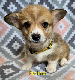 (Sold)Padme' is a very sweet girl. I can already see her personality come through. Shes going to be a loyal precious girl who loves to play and give kisses. She comes with a puppy pack, 2 sets of vaccinations, akc pet reg and 30 days of trupanion puppy insurance.  Gotcha day is 7/3 $2800