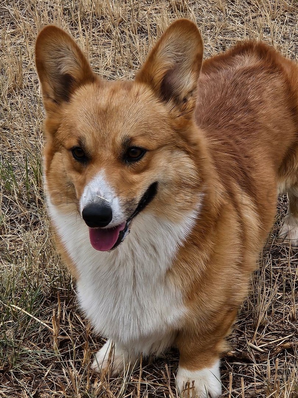 Silco is one of handsome studs. He has an amazinf happy and lovable temperment and he passes that along his babies very well.