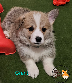 GRANT is very loving and sweet. He comes from two dogs who aim to please. He will be between 20-25lbs full grown. He is a possibly light sable  He will come with 2 sets of vaccinations and a puppy pack. He is a snuggle bunny who is extremely laid back  :-). He will be ready the 28th of this month.$2800