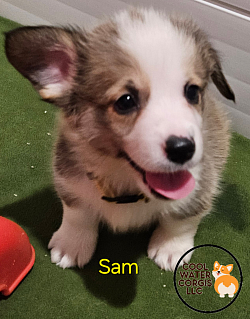 SAM is a snuggle bug who loves to roll around and play with his siblings. He will come with a puppy pack, 2 sets of vaccinations, 30 days of trupanion puppy insurance, akc pet reg. He will be a sable  Gotcha day is 9/28 $2800