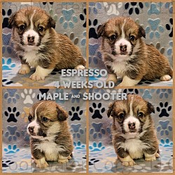 Espresso(SOLD) is a very sweet boy. I can already see his personality come through. He's going to be a loyal precious boy who loves to play. He comes with a puppy pack, 2 sets of vaccinations, akc pet reg and 30 days of trupanion puppy insurance. Gotchda day 5/17 $2800