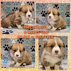 Macchiato (SOLD)is a precious girl. Playing is already happening. She come two amazing parents. She will come with 2 sets of vaccinations, a puppy pack, and 30 days of trupanion puppy insurance. Her gotcha day is 5/17 $2800.