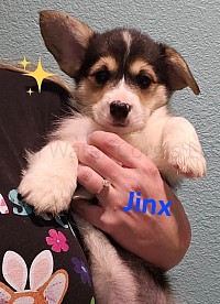 Jinx(Sold) is a spunky sweet girl. She snuggles with her mom and siblings and loves to roll around. She will be between 25-30lbs full grown. She will come with 2 sets of vaccinations, a puppy pack and 30 days of puppy insurance. Gotcha day 4/19 $2800