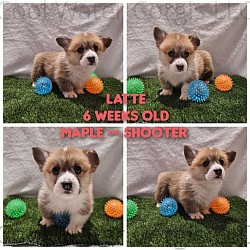 Latte(SOLD) Is very loving and sweet. She comes from two dogs who aim to please. She will be between 25-29lbs full grown. She will come with 2 sets of vaccinations and a puppy pack. She is a snuggle bunny who like to lay on her back while sleeping :-). She is ready 5/17 $2800