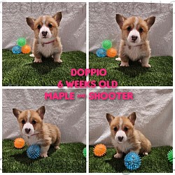 Doppio(SOLD) is very loving and sweet. She comes from two dogs who aim to please. She will be between 20-25lbs full grown. She is a possibly light sable. She will come with 2 sets of vaccinations and a puppy pack. She is a snuggle bunny who is extremely laid back  :-). She will be ready 5/17 .$2800