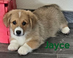 Jayce(SOLD) is very loving and sweet. He comes from two dogs who aim to please. He will be between 25-30lbs full grown. He is a red and white snuggly boy! He will come with 2 sets of vaccinations and a puppy pack. He is a snuggle bunny who like to lay on his back while sleeping :-). He will be ready NOW  $2800