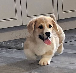 Viktor is a very sweet boy. I can already see his personality come through. He's going to be a loyal precious boy who loves to play. He comes with a puppy pack, all 3 sets of vaccinations including rabies, akc pet reg and 30 days of trupanion puppy insurance.  Gotcha day NOW $2800