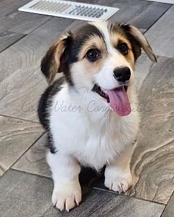 Vi is a snuggle bug who loves to roll around and play with her siblings. She will come with a puppy pack, 3 sets of vaccinations including rabies, 30 days of trupanion puppy insurance, akc pet reg. She will be a RHT. Gotcha day is NOW  $2800