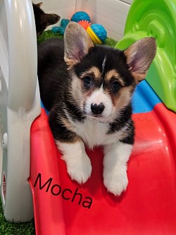 Mocha(SOLD) is a very sweet boy. I can already see his personality come through. Hes going to be a loyal boy who loves to play and give kisses. He comes with a puppy pack, 2 sets of vaccinations, akc pet reg and 30 days of trupanion puppy insurance.  Gotcha day is 5/17 $2800