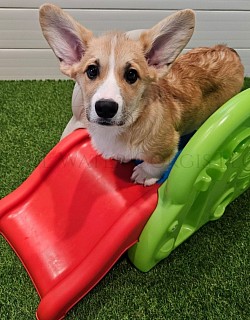 Viktor(SOLD) is a very sweet boy. I can already see his personality come through. He's going to be a loyal precious boy who loves to play. He comes with a puppy pack, all 3 sets of vaccinations including rabies, akc pet reg and 30 days of trupanion puppy insurance.  Gotcha day NOW $2800