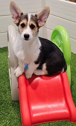 Vi(SOLD) is a snuggle bug who loves to roll around and play with her siblings. She will come with a puppy pack, 3 sets of vaccinations including rabies, 30 days of trupanion puppy insurance, akc pet reg. She will be a RHT. Gotcha day is NOW  $2800