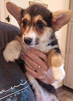 Cappuccino(SOLD) Is a very sweet girl. I can already see her personality come through. Shes going to be a loyal precious girl who loves to play and snuggle. She comes with a puppy pack, 2 sets of vaccinations, akc pet reg and 30 days of trupanion puppy insurance. Gotcha day is NOW $2800