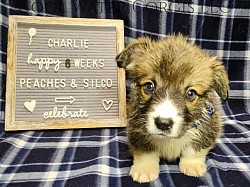 Charlie is a very sweet boy. I can already see his personality come through. He's going to be a loyal precious boy who loves to play. He comes with a puppy pack, 2 sets of vaccinations, akc pet reg and 30 days of trupanion puppy insurance. Gotchda day 7/19 $2800