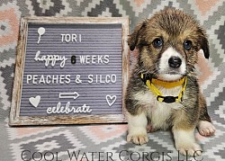 Tori is very sweet and she is already showing signs of being a snuggle bug. She will come with a puppy pack, 30days of trupanion puppy insurance, akc pet reg, 2 sets of vaccinations and a puppy pack gotcha day 7/19 $2800