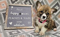 Elle is very loving and sweet. She comes from two dogs who aim to please. She will be between 20-25lbs full grown. She is a possibly light sable. She will come with 2 sets of vaccinations and a puppy pack. She is a snuggle bunny who is extremely laid back  :-). She will be ready 7/19 .$2800