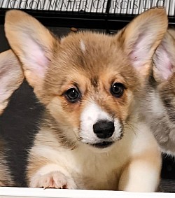 Tori(sold) is very sweet and she is already showing signs of being a snuggle bug. She will come with a puppy pack, 30days of trupanion puppy insurance, akc pet reg, 2 sets of vaccinations and a puppy pack gotcha day 7/19 $2800