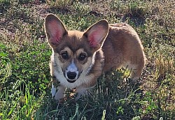 Charlie is a very sweet boy. I can already see his personality come through. He's going to be a loyal precious boy who loves to play. He comes with a puppy pack, 2 sets of vaccinations, akc pet reg and 30 days of trupanion puppy insurance. Gotchda day NOW!!! $2800