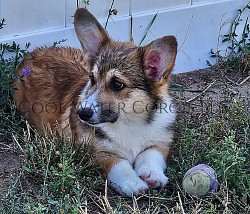 Charlie( peaches&silco son) this teddy bear boy has nothing but gentle snuggles and love on his mind. He comes from two amazing parents and such an amazing background of smart and loving temperments.