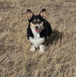 Rayn (lily/shooter daughter) is kind and patient. She is one of our calmer corgis and loves to pkay and snuggle.