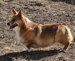 Maple is one of our precious mamas. Her daughter is Ebony and she has the sweetest and snuggle temperment