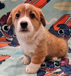 Nani is very sweet and she is already showing signs of being a snuggle bug. She will come with a puppy pack, 30days of trupanion puppy insurance, akc pet reg, 2 sets of vaccinations and a puppy pack gotcha day 10/11 $2850