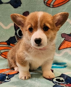 Angel is a sweet girl. I can already see her personality come through. Shes going to be a loyal precious girl who loves to play. She comes with a puppy pack, 2 sets of vaccinations, akc pet reg and 30 days of trupanion puppy insurance.  Gotcha day 10/11 $2850