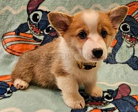 Lilo is a spunky sweet girl. She snuggles with her mom and siblings and loves to roll around.  She will be between 25-30lbs full grown. She will come with 2 sets of vaccinations, a puppy pack and 30 days of puppy insurance. Gotcha day 10/11 $2850