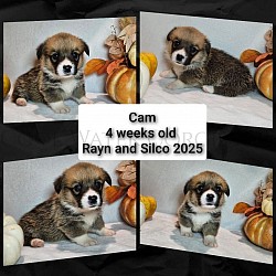 Cam is a very sweet boy. I can already see his personality come through. He's going to be a loyal precious boy who loves to play. He comes with a puppy pack,  2 sets or vaccination , akc pet reg and 30 days of trupanion puppy insurance. He will be ready 11/2 $2850