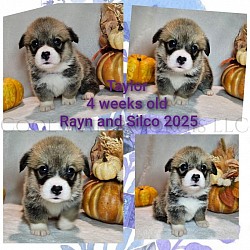 Taylor is a snuggle bug who loves to roll around and play with her siblings. She will come with a puppy pack, 2 sets of vaccinations, 30 days of trupanion puppy insurance, akc pet reg. She will be a red/white Gotcha day is 11/2  $2800