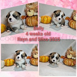 Belly Is a very sweet girl. I can already see her personality come through. Shes going to be a loyal precious girl who loves to play and snuggle. She comes with a puppy pack, 2 sets of vaccinations, akc pet reg and 30 days of trupanion puppy insurance. Gotcha day is 11/2 $2850
