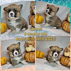 Laurel is very loving and sweet. She comes from two dogs who aim to please. She will be between 20-25lbs full grown. She is a possibly light sable. She will come with 2 sets of vaccinations and a puppy pack. She is a snuggle bunny who is extremely laid back  :-). She will be ready 11/2 .$2850