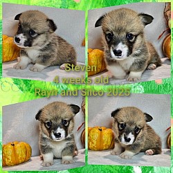 Steven is very loving and sweet. He comes from two dogs who aim to please. He will be between 25-30lbs full grown. He is a red and white snuggly boy! He will come with 2 sets of vaccinations and a puppy pack. He is a snuggle bunny who like to lay on his back while sleeping :-). He will be ready 11/2  $2850