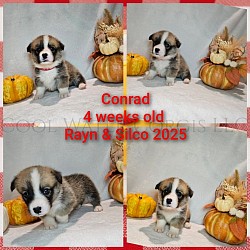Conrad is a precious boy. Playing is already happening. He come two amazing parents. He will come with 2 sets of vaccinations, a puppy pack, and 30 days of trupanion puppy insurance. His gotcha day is 11/2 $2850