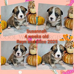Susannah Is very loving and sweet. She comes from two dogs who aim to please. She will be between 25-29lbs full grown. She will come with 2 sets of vaccinations and a puppy pack. She is a snuggle bunny who like to lay on her back while sleeping :-). She is ready 11/2 $2800
