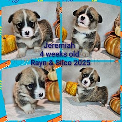 Jeremiah is a very sweet boy. I can already see his personality come through. Hes going to be a loyal boy who loves to play and give kisses. He comes with a puppy pack, 2 sets of vaccinations, akc pet reg and 30 days of trupanion puppy insurance.  Gotcha day is 11/2 $2800